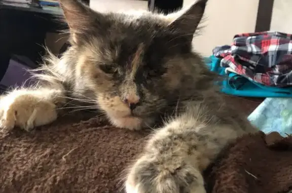 Пропала кошка, ул. Берёзовая Роща 30