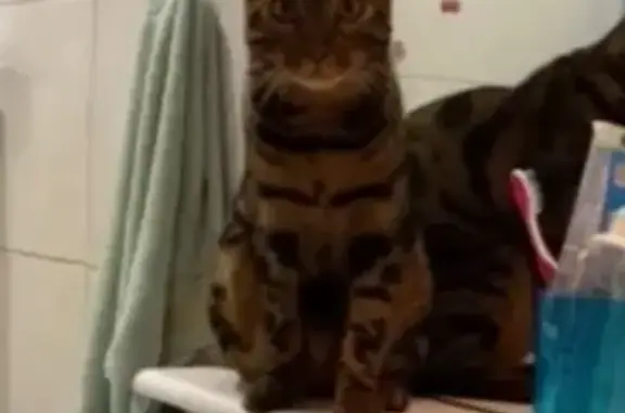 Кошки потеряшки, Тюменская область, фото: Потеряшка бенгальская кошка в Онохино