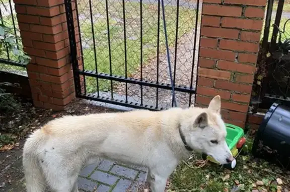 Найдена собака, Рязанская область, фото: Собака найдена в Константиново, Рязань