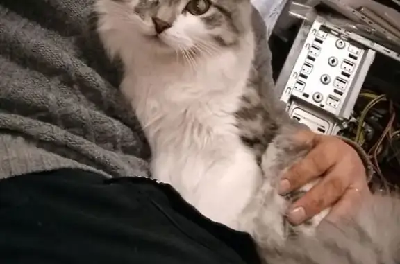 Пропала кошка, Весенняя ул., Череповец