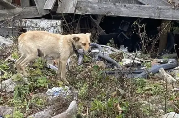 Найдена собака, Приморский край, фото: Найдена собака, Трудовое, Приморский край