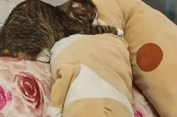 Пропала кошка, Заводская 2А, Дивногорск