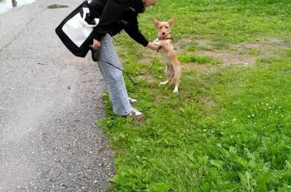 Пропала собака Ася, ул. Доронина, В. Волочёк