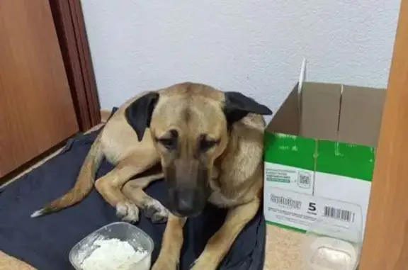 Собака найдена: ул. Маршала Жукова, 25