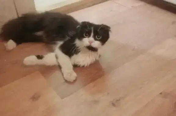 Кошка найдена на ул. Любы Шевцовой, Воронеж