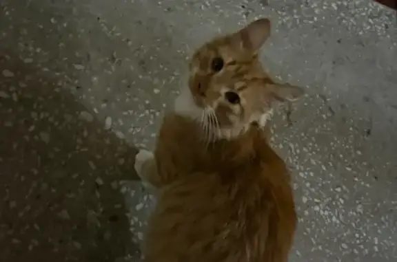 Рыжий кот найден, ул. Мусы Джалиля, 23/56