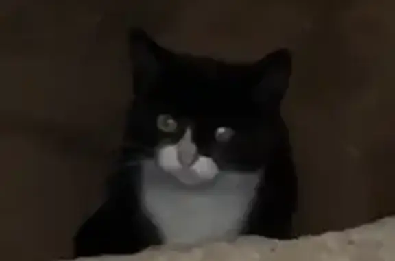 Кошка в подвале, Рождественская 9, Мытищи