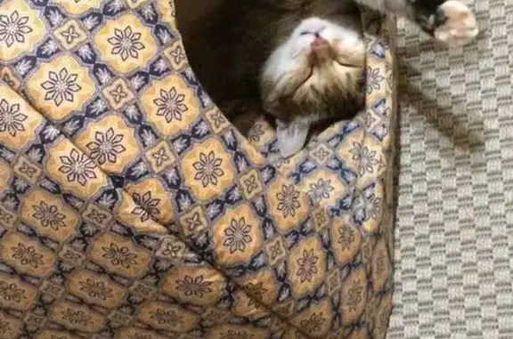 Пропала кошка, Тверская обл., 190