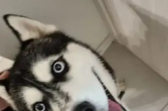 Хаски найдена: ул. 8 Марта, 18 к1, Люберцы