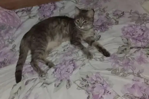 Найдена кошка, Иркутск, фото: Кошка найдена, Иркутск, 28/4