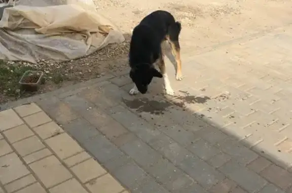 Найдена собака, , фото: Собака найдена: Новопромышленная, 14