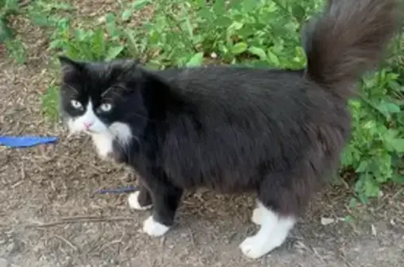 Кошки потеряшки, Челябинск, фото: Потеряшка кошка, ул. Коммунаров, 6, Челябинск