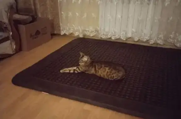 Пропала кошка Симба, ул. Репина 12, Севастополь