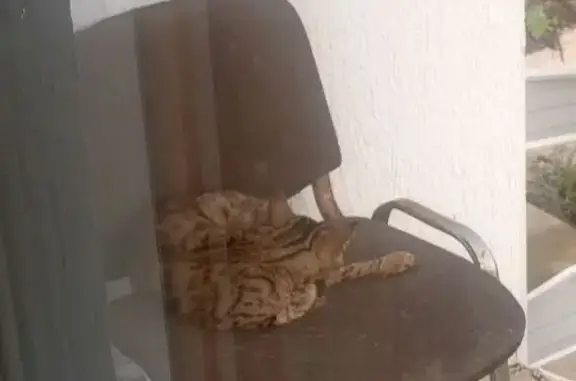 Найдена кошка, Булгаково, фото: Потерялась кошка, Булгаково, Башкортостан