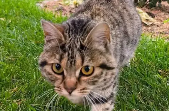 Найдена кошка, , фото: Кошка найдена, Новая ул., Падерина