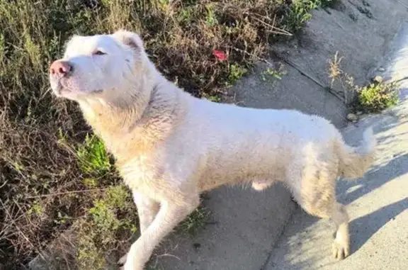 Найдена собака, , фото: Алабай найден в Кужорском поселении