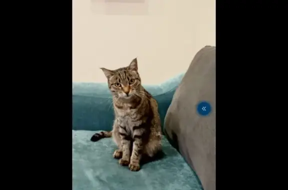 Пропала кошка, Буренская 67, Кызыл