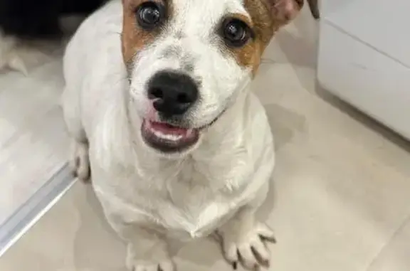 Найдена собака, Пятигорск, фото: Щенок найден: Сельская ул., Пятигорск