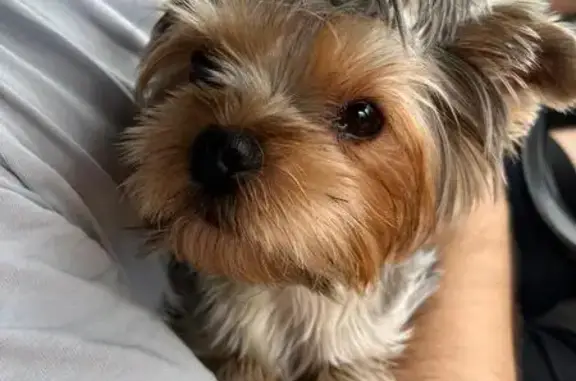 Пропала собака, ул. Мичурина, 79, Томск