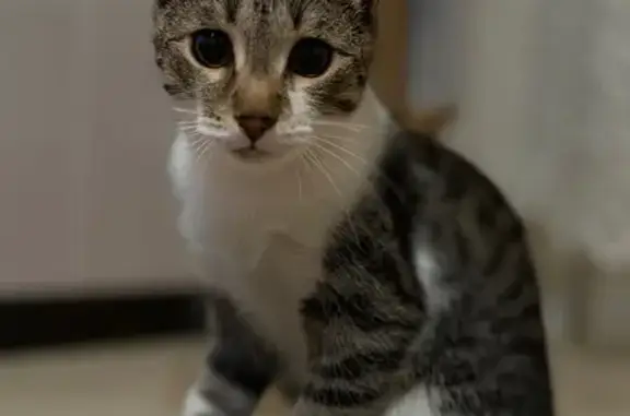 Кошки потеряшки, Волгоград, фото: Потеряшка кошка, пр. Металлургов, 15, Волгоград