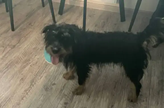 Собака найдена, Краснопольский пр., Челябинск