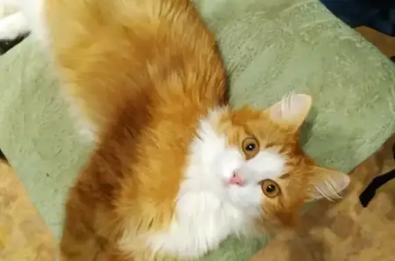 Объявления о пропавших и найденных животных, Нижегородская область, фото: Кошка найдена в СНТ, Нижегородская обл.