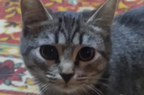 Пропала кошка, ул. Больничный Городок