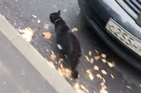 Найдена кошка, Химки, фото: Кошка найдена: Юбилейный проспект, 5А, Химки