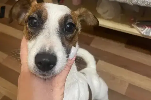 Найдена собака, Люберцы, фото: Найдена собака, 1-й Панковский проезд, 9