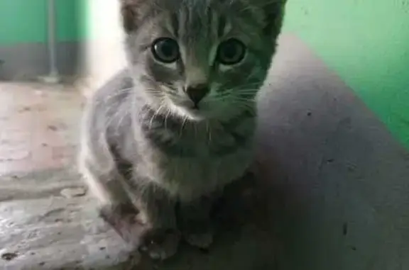 Найдена кошка, Казань, фото: Кошка найдена: Шоссейная, 18, Казань