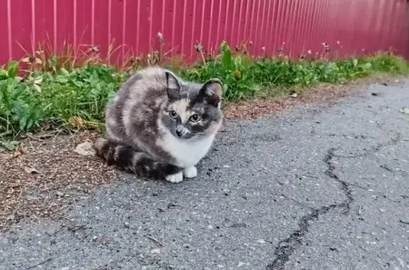 Пропала кошка, пр. Сов. Космонавтов, 54