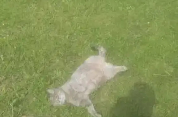 Пропала кошка, Дмитрова Гора, Тверская