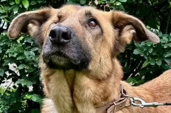 Собаки потеряшки, Москва, фото: Потеряшка собака на ул. Ф. Полетаева, Москва