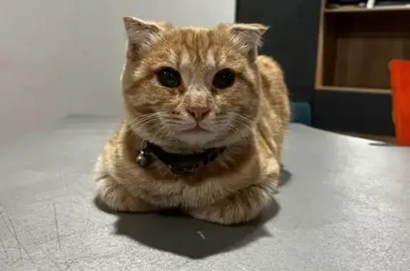 Кошки потеряшки, Тамбов, фото: Потеряшка кошка, Советская ул., Тамбов