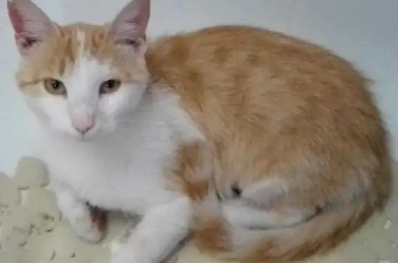 Кошки потеряшки, Новокубанск, фото: Потеряшка кошка на Советской, Новокубанск