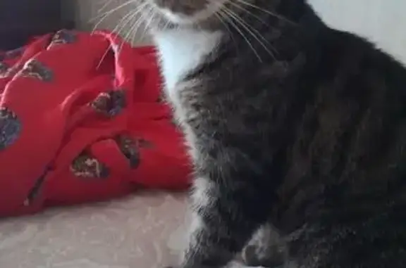 Кошки потеряшки, Санкт-Петербург, фото: Потеряшка кошка, ул. Сикейроса, 11 к1