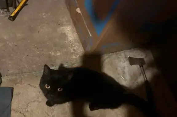 Найдена кошка, Чита, Забайкальский край