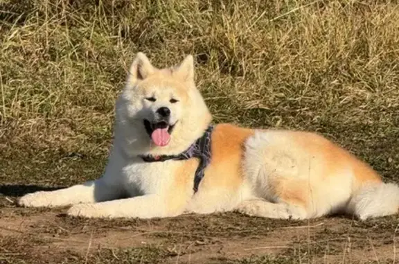 Собака найдена: ул. Сакко и Ванцетти, 117