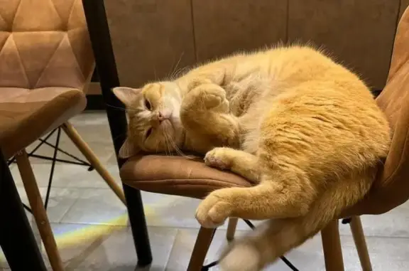 Кошки потеряшки, Тверская область, фото: Потеряшка кошка в Алексино, Тверская обл.