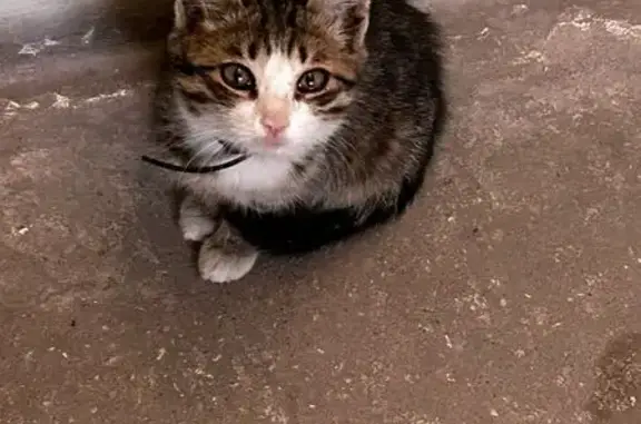 Кошка найдена: 4-я Марьяновская, 1, Омск