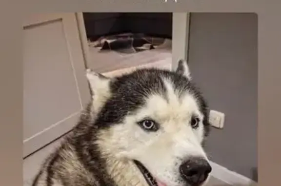 Собаки потеряшки, Новосибирск, фото: Потеряшка хаски, ул. Аникина 29, Новосибирск