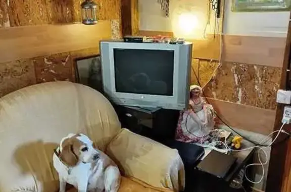 Пропала бигль Мика, Мининский с/с, Кр. край