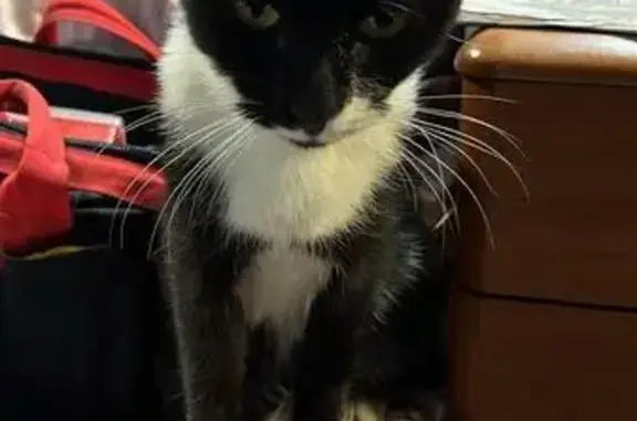 Найдена кошка, Московская область, фото: Найдена кошка, Тучково, МО, у гаражей