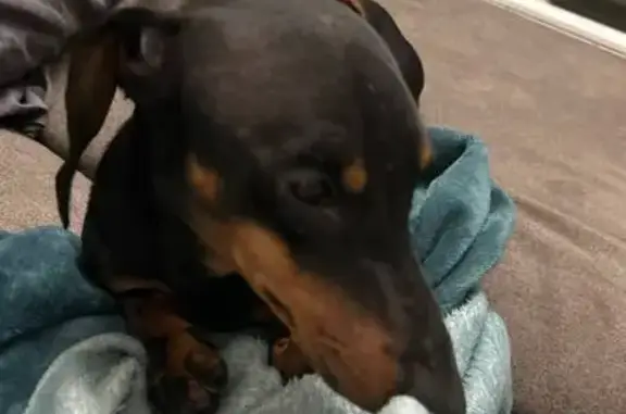 Пропала собака, Пенайский пер., 2А, НРСК