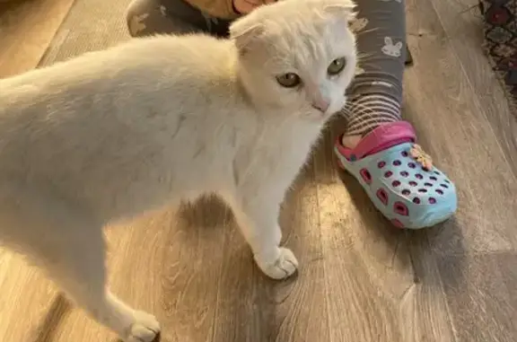 Найдена кошка, Ейск, фото: Кошка найдена: Комсомольская 127, Ейск