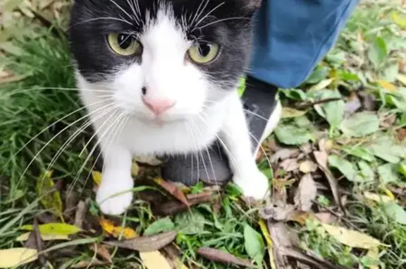 Кошка найдена, ул. Борисовка, Мытищи