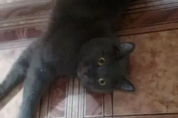 Кошки потеряшки, Смоленская область, фото: Потеряшка кошка в Десногорске, Смоленская обл.