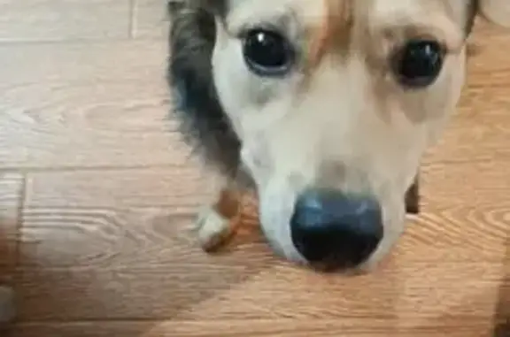 Найдена собака, Южно-Сахалинск, фото: Собака найдена: ул. Чехова, Южно-Сахалинск