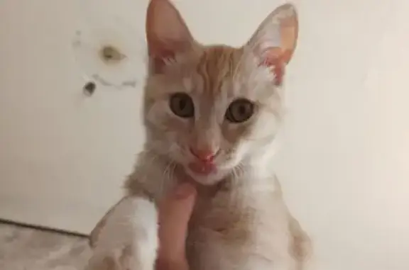 Пропала кошка, пр. Конституции 61, Курган