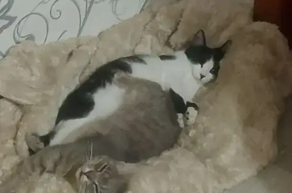 Кошка найдена, Лесная ул., Москва